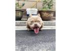 American Bully and American Pitbull Terrier Puppies for sale