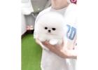 Toy Pomeranian Puppies